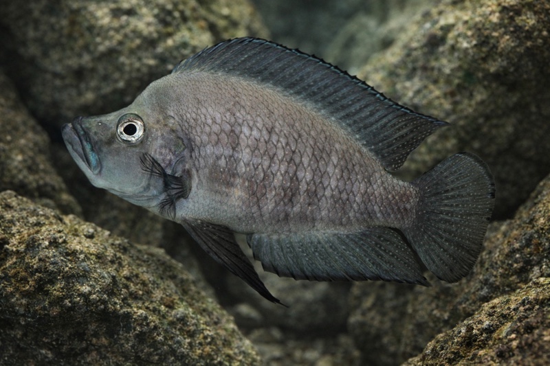 Altolamprologus compressiceps 'Cape Nangu'